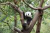 Panda1-19 Panda1-19