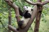 Panda1-20 Panda1-20