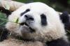 Panda1-22 Panda1-22