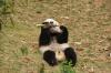 Panda1-27 Panda1-27