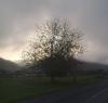 Baum im Frühnebel