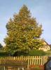 Baum in der Sonne