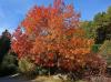 Hartberg im Herbst