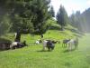 Schneetalalm 020 Schneetalalm 020