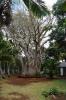 MS:Botanischer Garten>Baum1 MS:Botanischer Garten>Baum1