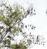 MS:Botanischer Garten>Baum3>Flughunde MS:Botanischer Garten>Baum3>Flughunde