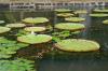MS:Botanischer Garten>Wasserlilien1 MS:Botanischer Garten>Wasserlilien1