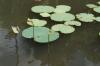 MS:Botanischer Garten>Lotusblumen1 MS:Botanischer Garten>Lotusblumen1