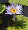 MS:Botanischer Garten>Wasserlilien2 MS:Botanischer Garten>Wasserlilien2