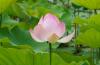 MS:Botanischer Garten>Lotusblumen3
