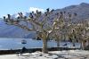 07 Promenade Ascona 800 (7) 07 Promenade Ascona 800 (7)