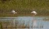 17 8 Camargue 037 17 8 Camargue 037