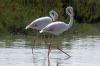 18 8 Camargue 11b 094 18 8 Camargue 11b 094