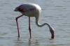 19 8 Camargue 054 19 8 Camargue 054