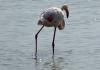 20 8 Camargue 057 20 8 Camargue 057