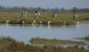 22 8a Camargue 067 22 8a Camargue 067