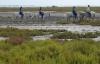 24 8 Camargue 077 24 8 Camargue 077