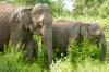 Udawalawe Nationalpark > Elefantenfamilie