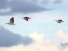 Udawalawe Nationalpark > Pelikane