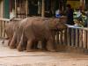 Udawalawe Nationalpark > Elephant-Transit-Home