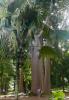 Kandy > Botanischer Garten Peradeniya Kandy > Botanischer Garten Peradeniya