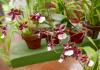 Kandy > Botanischer Garten Peradeniya > Orchideenhaus
