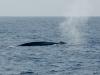 Mirissa > Whale-Watching > Blauwale