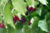 D:Groß-Umstadt>Obstbaum2 D:Groß-Umstadt>Obstbaum2