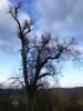 D:Hessen>Burg Breuberg>Marienlinde D:Hessen>Burg Breuberg>Marienlinde