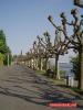 WIESBADEN-BIEBRICH - Rheinufer WIESBADEN-BIEBRICH - Rheinufer