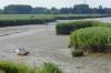 Nebenarm der Weser1 Nebenarm der Weser1