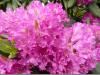 Rhodo12