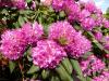Rhodo13 Rhodo13