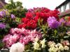 Rhodo17 Rhodo17