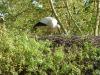 Storch (1)