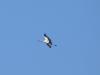 Storch (16) Storch (16)