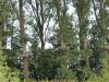 Storch (25)