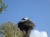 Storch (3)