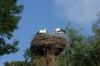 Storch (31)