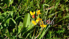 2017 Velebit DSC_3443