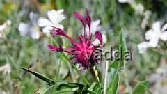 2017 Velebit DSCN4252