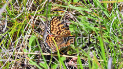 2017 Velebit DSCN4271