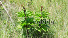 2017 Velebit DSCN4285