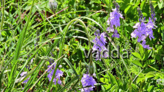 2017 Velebit DSCN4288