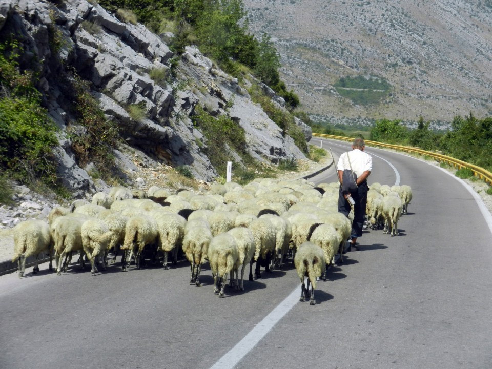 Schafe in BiH
