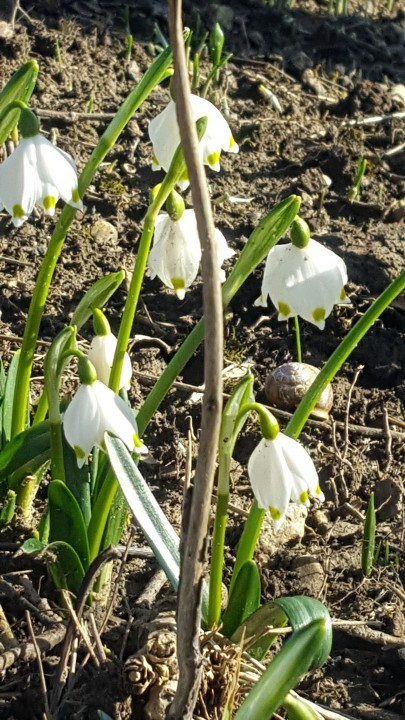 Frühlingsknotenbluen am 6.2.18