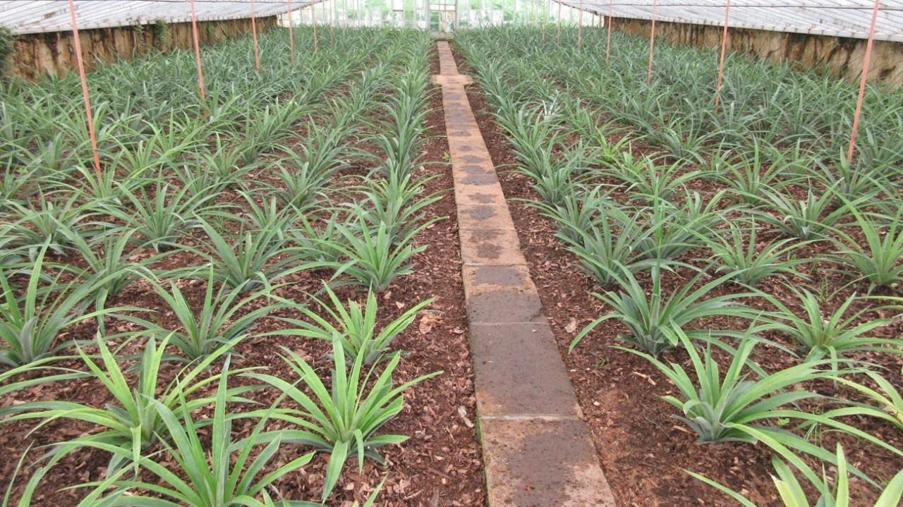 Sao Miguel_02
