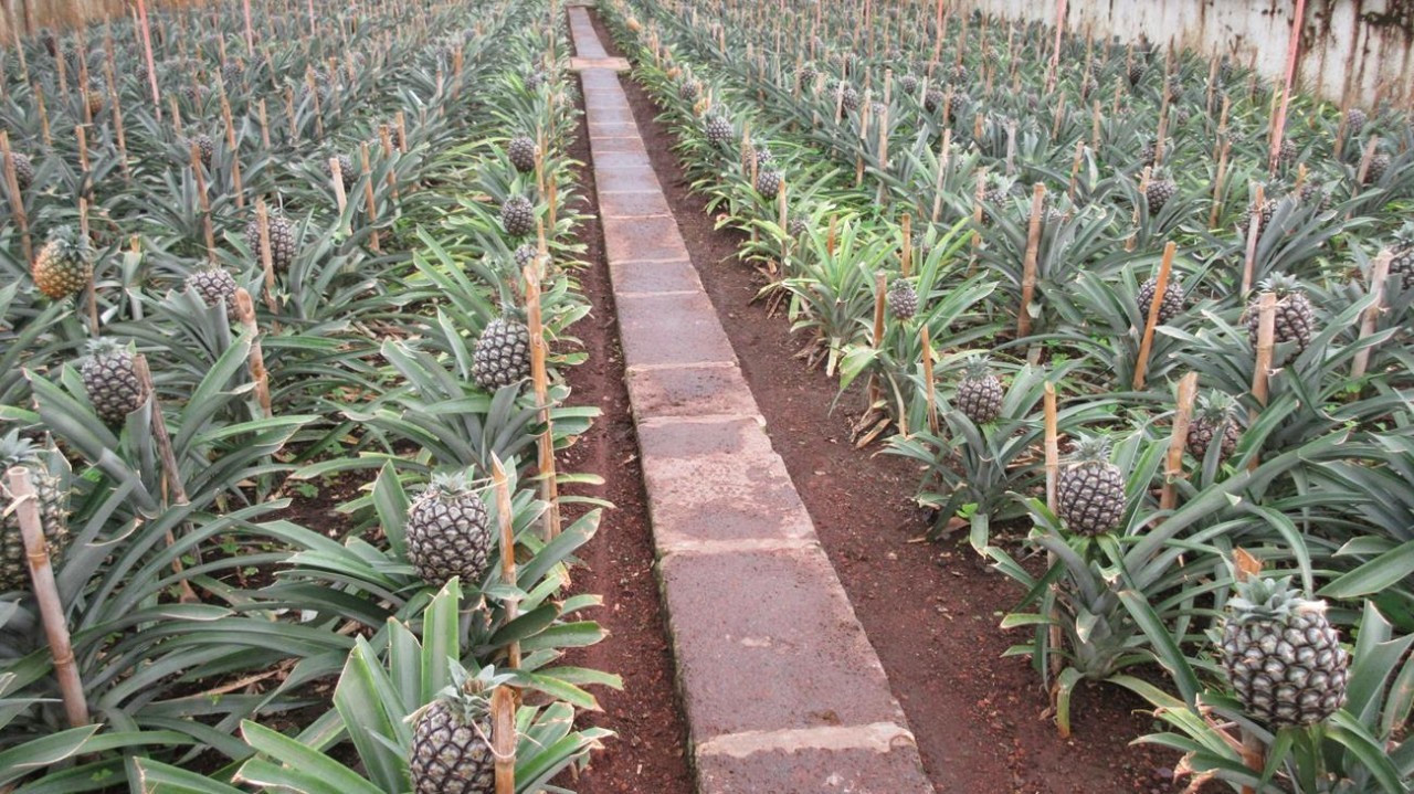Sao Miguel_03
