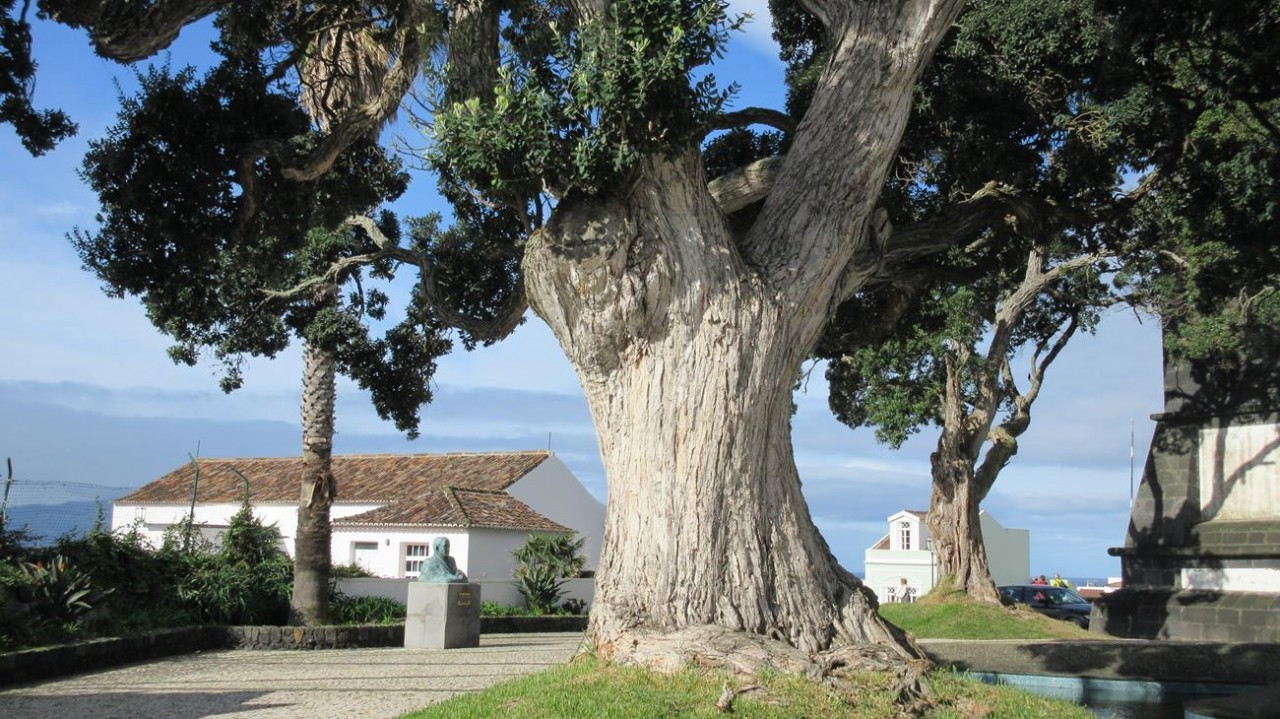 Sao Miguel_31