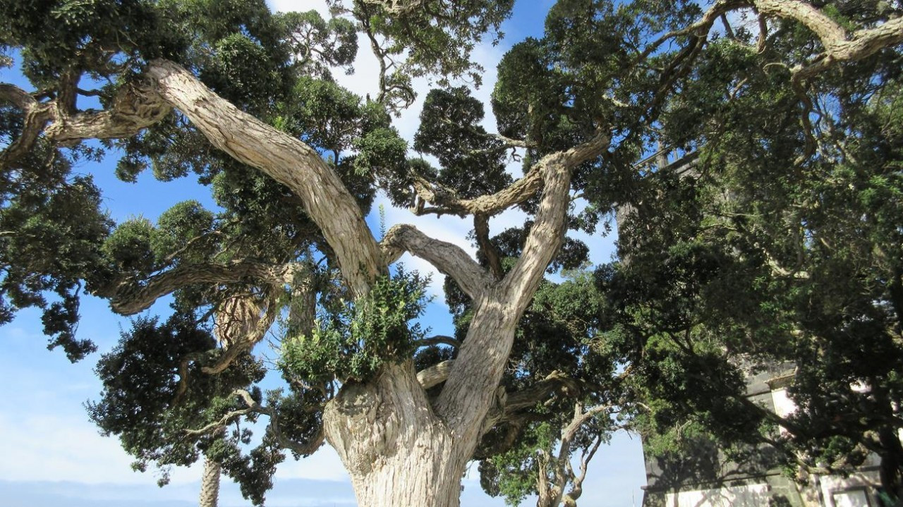 Sao Miguel_32